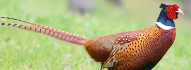 Pheasant 