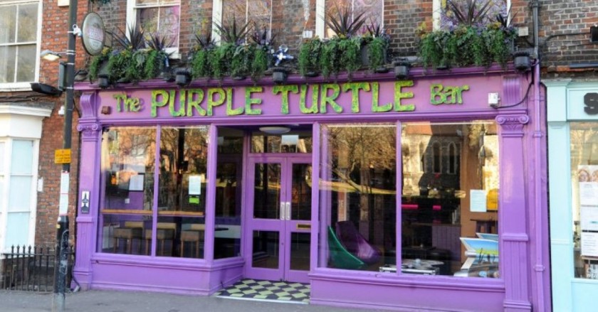 purple-turtle-reading